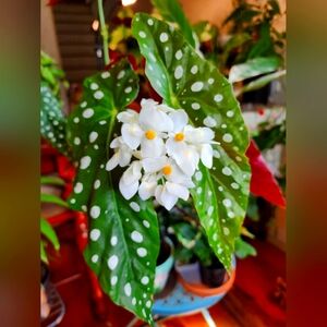 Begonia Maculata